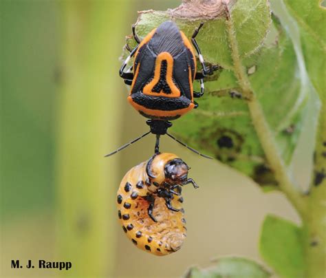Bugs in orange and black, Part 3 – Trick or treat? Two-spotted stink ...