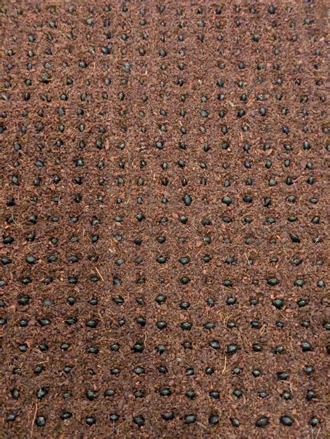 Oh yes, I did it. Sowing perfection : r/microgreens