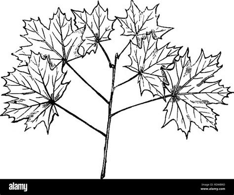 Branch of spanish chestnut Black and White Stock Photos & Images - Alamy