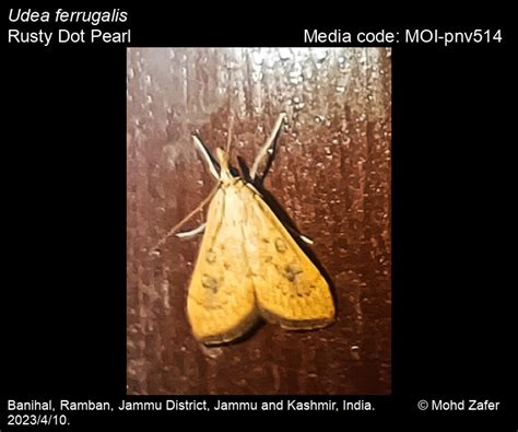 Udea ferrugalis (Hübner, 1796) - Rusty Dot Pearl | Moths