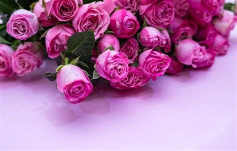 Download wallpaper background, pink, roses, bukei, section flowers in ...