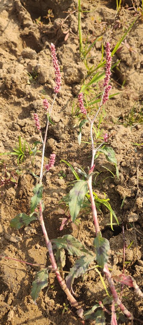 Persicaria maculosa by Ravi Upadhyay India on 23 December 2023