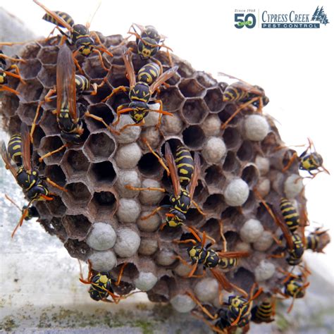 How To Remove A Wasp Nest | Call The Pros!