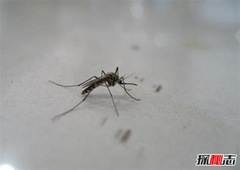 【蚊子嗅觉系统】蚊子能从50米外找到你 - 知乎