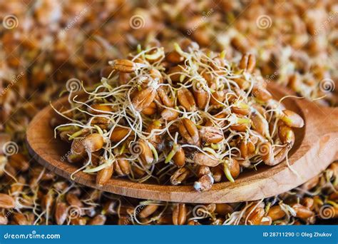 The Grain Sprouted Wheat Closeup Stock Photo - Image of harvesting ...