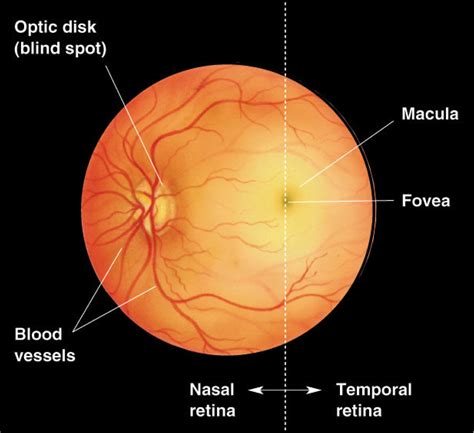 Optic Disc Vs Fovea at Ruben Ramos blog