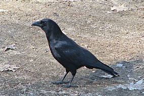 crow 的图像结果