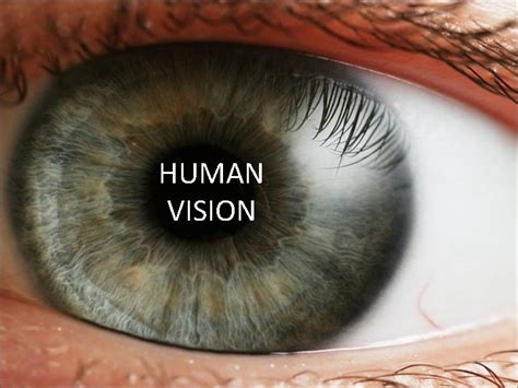 Image result for Human Eye Vision
