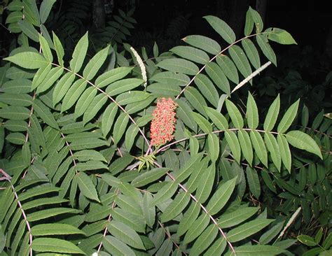 Poison Sumac Berries