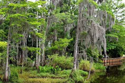 Swamp Moss 的图像结果