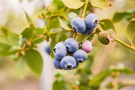 Blueberries — Mountain Blue