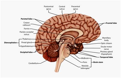 Image result for Brain Network Python