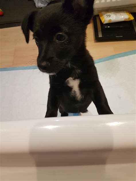 No don't go in Bath it's wet and I want hugs : r/forblackdogs