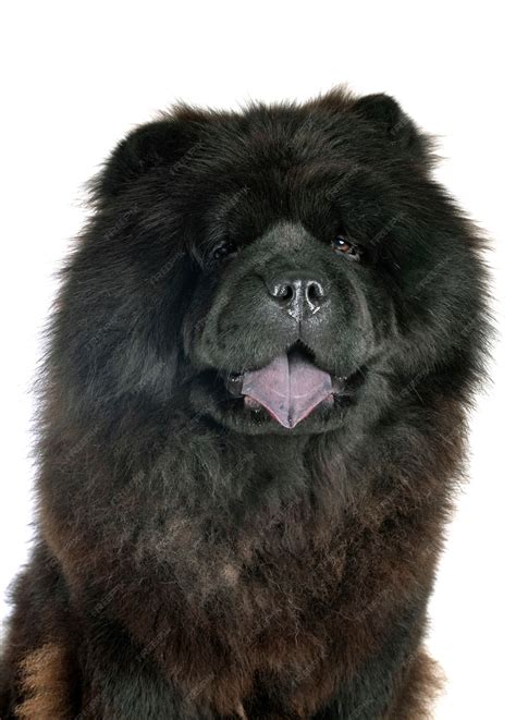 Black Chow Dog