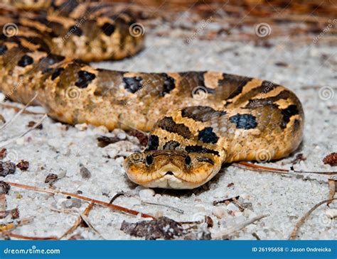 Eastern Hognose Snake (Heterodon Platirhinos) Stock Photo - Image of ...