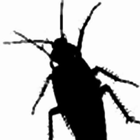 Image result for Dancing Cockroach Concert