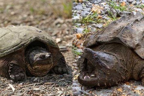 Image result for Snapping Turtle vs Alligator