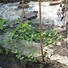 Image result for Homemade Pea Trellis