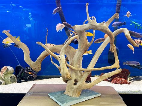 How to Test Wood for Aquariums 的图像结果