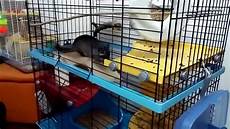 gris 250 chinchilla cincill 224 gabbia imac 80 gris 250 chinchilla cincill 224 gabbia imac 80