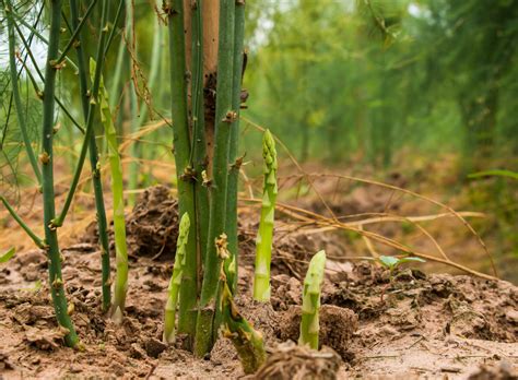 Starting Asparagus from Seed Indoors: Step-by-Step Guide