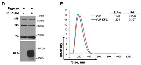 Advantages and Limitations of Integrated Flagellin Adjuvants for HIV ...