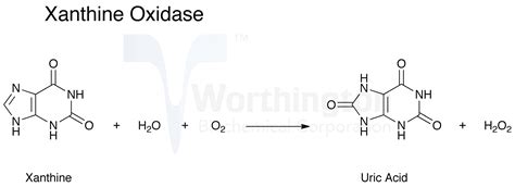 Xanthine Hyperuricemia And Gout: New Clinical Insights And Emerging