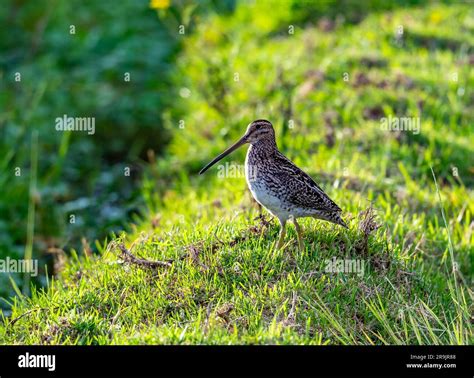 A Noble Snipe (Gallinago nobilis) standing in green grass. Colombia ...