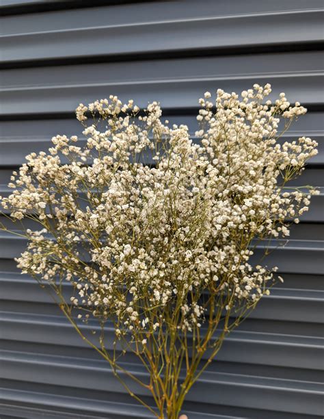 Buy Baby’s Breath Dried (5 Stems) – Akshar Flower