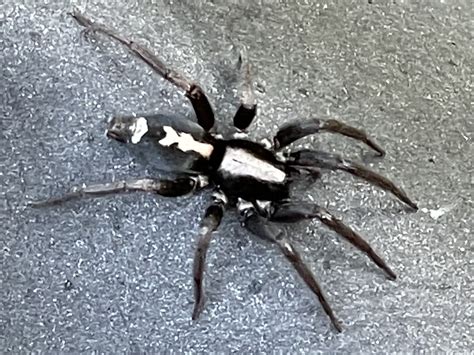 Eastern Parson Spider
