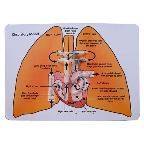 Image result for Working Circulatory Model