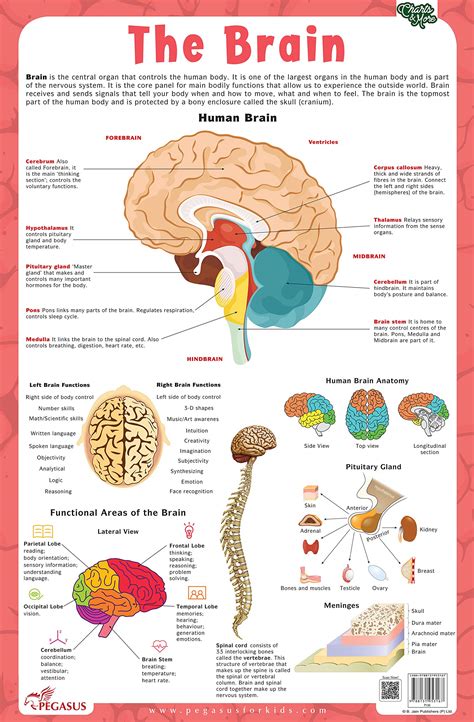 Buy Brain - Thick Laminated Primary Chart Book Online at Low Prices in ...