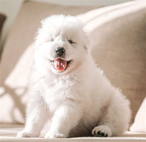 8 Week Old Puppy Breathing Fast While Sleeping: Causes And Treatment ...