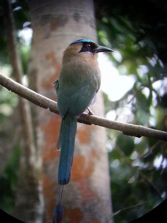 Birding with Jacobo Ortega - Reviews, Photos - Birding in Panama ...