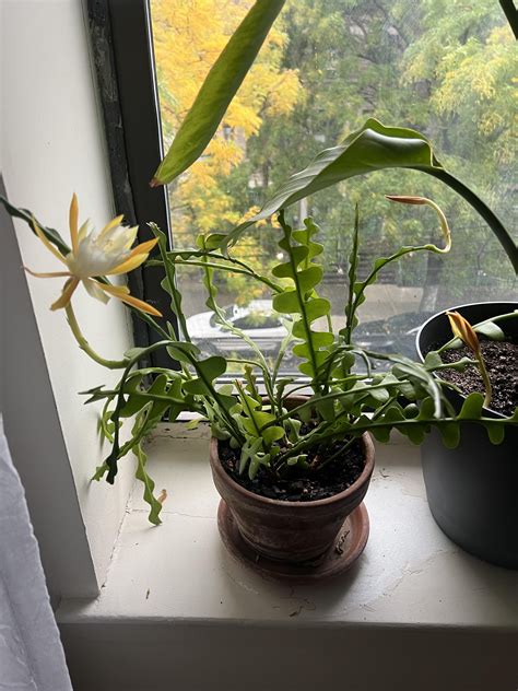 fish bone cactus bloom 😍 : r/IndoorGarden