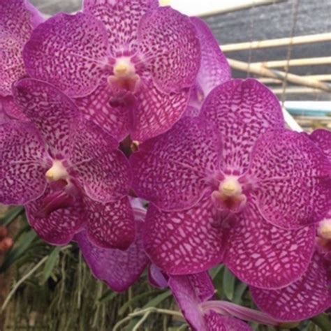 Vanda Orchid V.(Pakchong Blue x Kimigayo) # 656 Mature - Ready To Flow