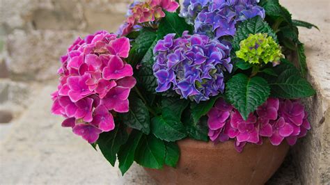 What Size Pot To Grow Hydrangeas at Helen Williamson blog