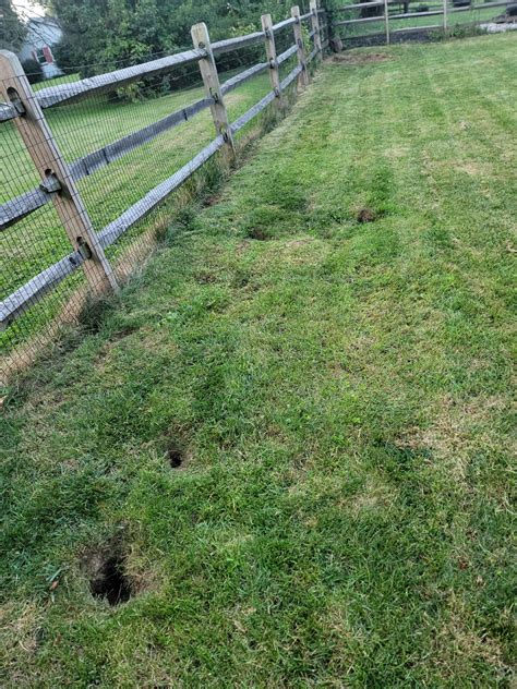 Large holes in lawn - voles? : r/pestcontrol