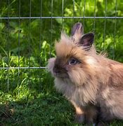 Image result for Rabbit in Pain