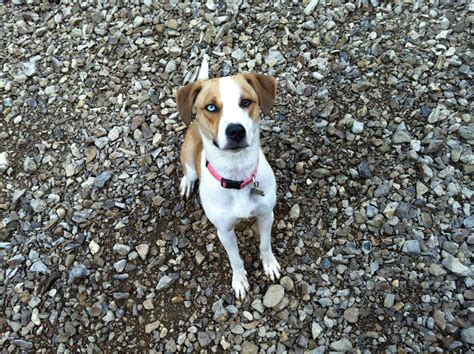 Pitbull Beagle Mix Dogs - dopi