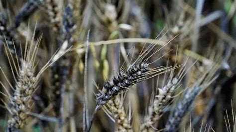 2020年什么时候开始种小麦 2020最新小半年小麦价格是多瞎 _八宝网