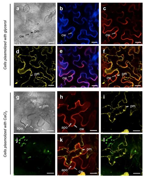 Proteomes | Special Issue : Plant Proteomics