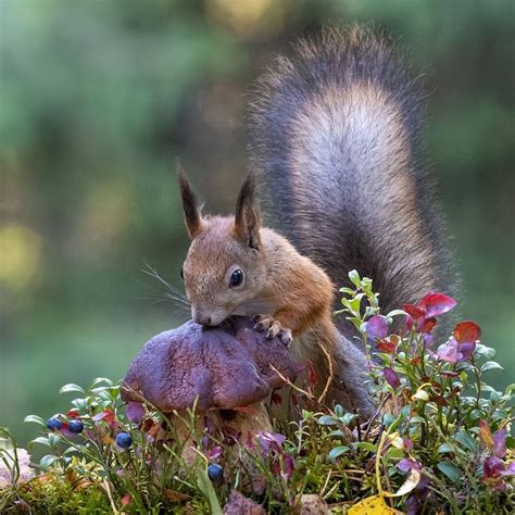 Adorable Squirrel Eating a Mushroom