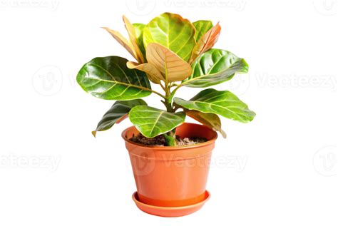 Fiddle for Beginners 的图像结果