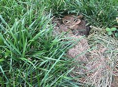 Image result for Rabbit Nest On Lawn