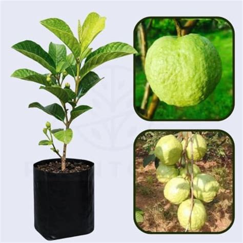 Plantopia Campinas Guava Plant Tropical Sweet Fruit Tree Variety ...