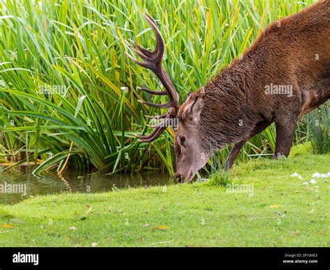Red Deer Stag Drinking Water Stock Photo - Alamy