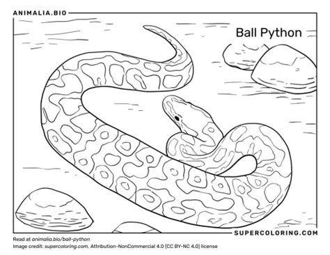 Image result for PowerPoint On Ball Python's
