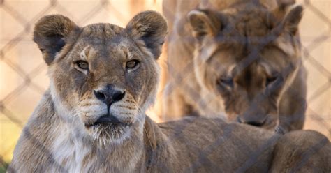 FOUR PAWS Provides New Home for Two Circus Lionesses - FOUR PAWS ...