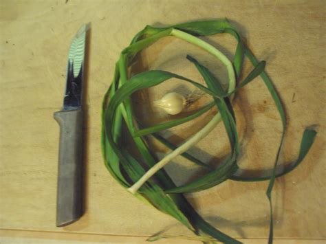 Missouri Survival: Scallions - Wild Green Onions